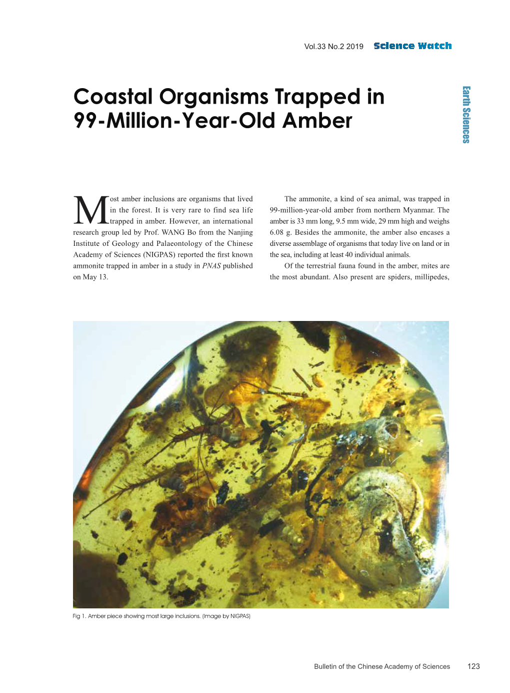 Coastal Organisms Trapped in 99-Million-Year-Old Amber