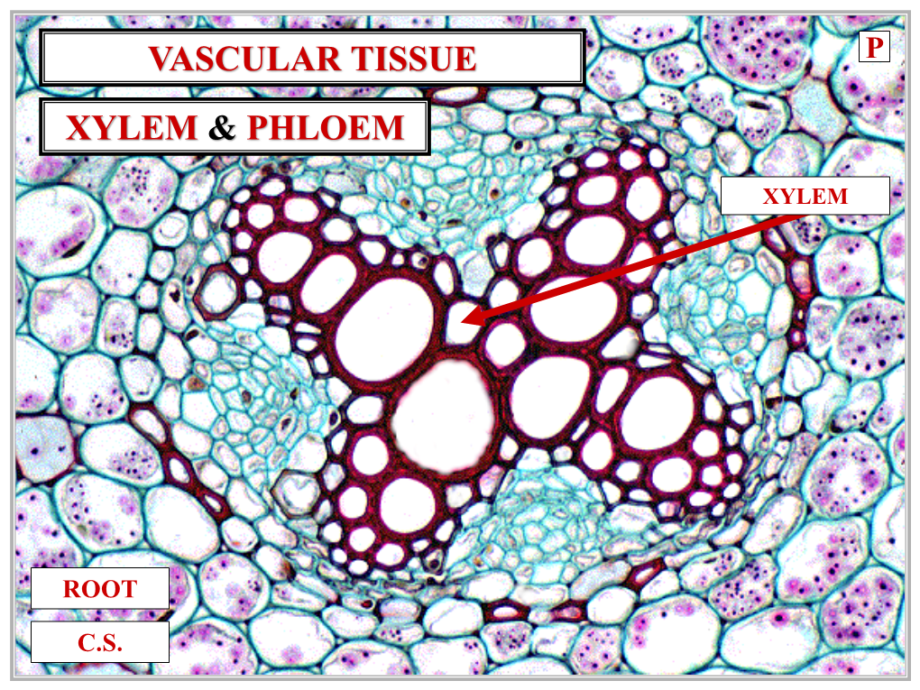 Xylem & Phloem Vascular Tissue