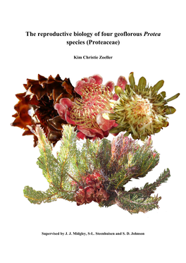 The Reporductive Biology of Four Geoflorous Protea Species