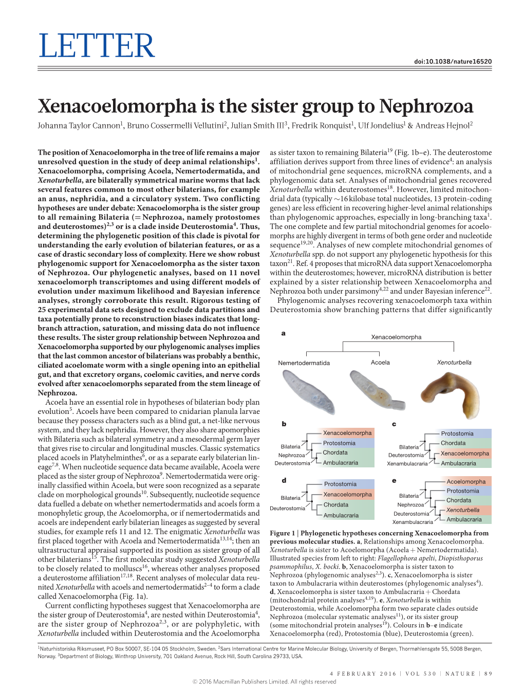 Xenacoelomorpha Is the Sister Group to Nephrozoa