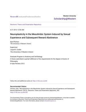 Neuroplasticity in the Mesolimbic System Induced by Sexual Experience and Subsequent Reward Abstinence