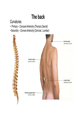 UL-Muscles of Back