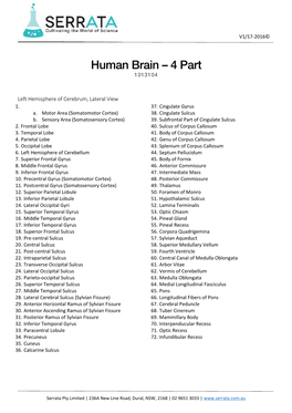 Human Brain – 4 Part 1313104