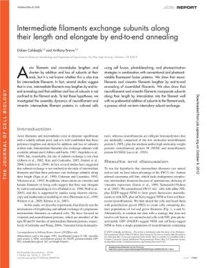 Intermediate Filaments Exchange Subunits Along Their Length and Elongate by End-To-End Annealing