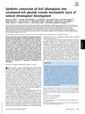 Synthetic Conversion of Leaf Chloroplasts Into Carotenoid-Rich Plastids Reveals Mechanistic Basis of Natural Chromoplast Development