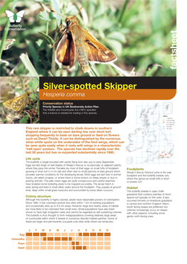 Silver-Spotted Skipper Hesperia Comma