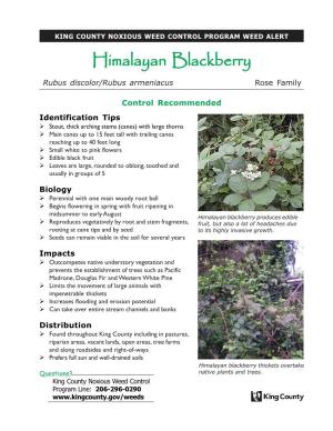 Himalayan Blackberry (Rubus Discolor)