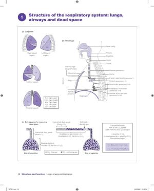 Structure of the Respiratory System: Lungs, Airways and Dead Space 1