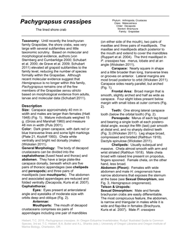 Pachygrapsus Crassipes Class: Malacostraca Order: Decapoda the Lined Shore Crab Section: Brachyura Family: Grapsidae