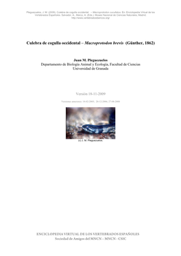 Culebra De Cogulla Occidental – Macroprotodon Brevis (Günther, 1862)