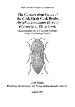 The Conservation Status of the Cook Strait Click Beetle, Amychus