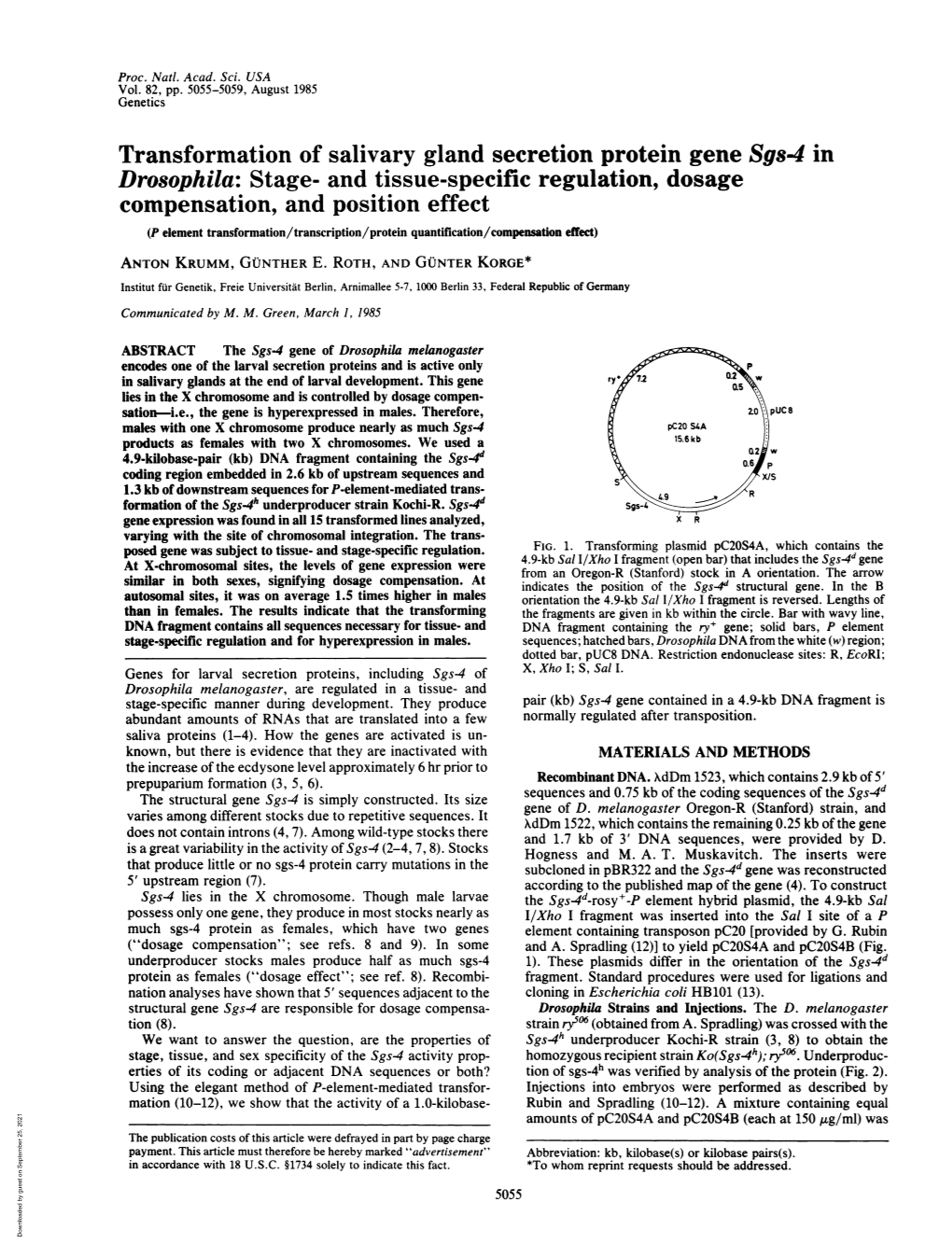 Transformation of Salivary Gland Secretion Protein Gene