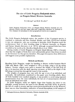 The Size of Little Penguins Eudyptula Minor, on Penguin Island, Western Australia