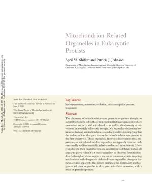 Mitochondrion-Related Organelles in Eukaryotic Protists