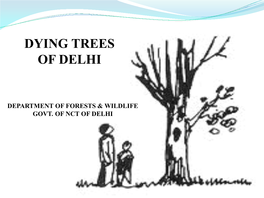 Dying Trees of Delhi