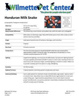 Honduran Milk Snake Many Color Morphs (Lampropeltis Triangulum Hondurensis) Exist, This Is the Standard Adult Size 2 Ft
