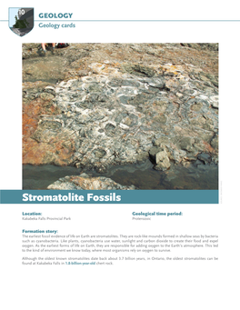 Stromatolite Fossils SOURCE: ONTARIO PARKS ONTARIO SOURCE