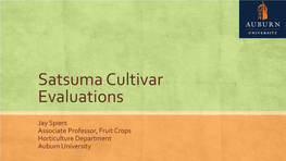 Satsuma Cultivar Evaluations