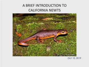 A Brief Introduction to California Newts