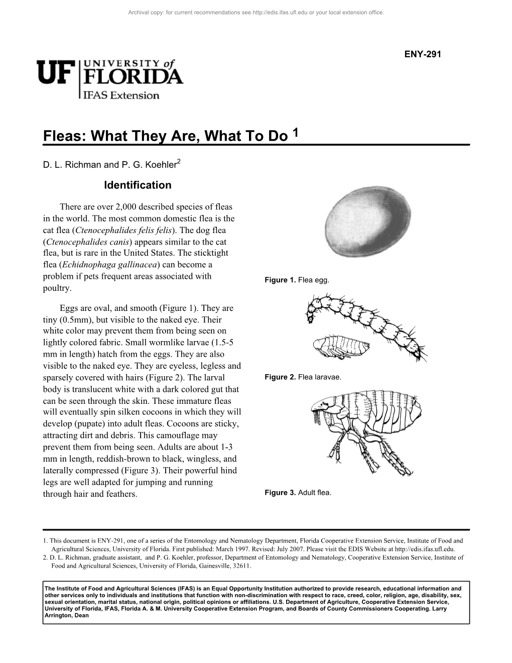 Fleas: What They Are, What to Do 1