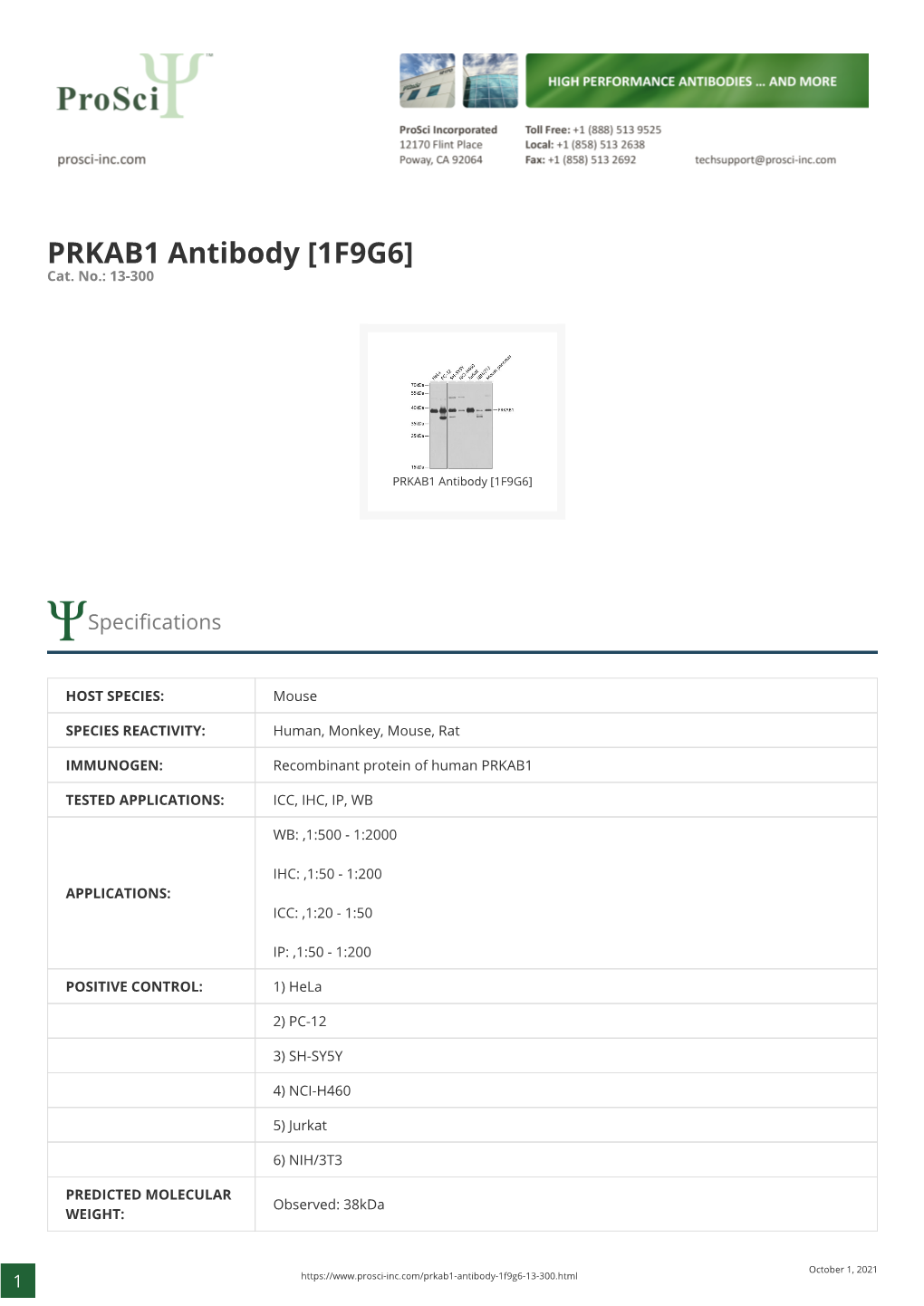 PRKAB1 Antibody [1F9G6] Cat