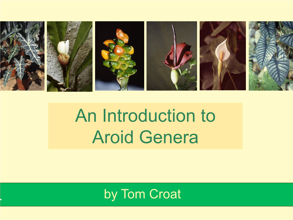 An Introduction to Aroid Genera