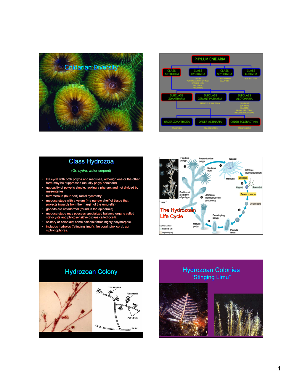 Cnidarian Diversity the Higher Systematics of Phylum Cnidaria