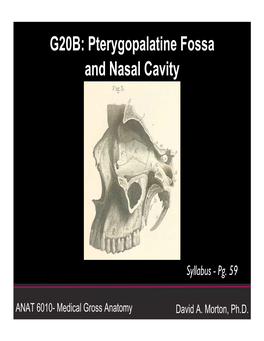 G20B: Pterygopalatine Fossa/Nasal Cavity