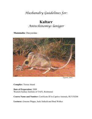 Kultarr (Antechinomys Laniger)