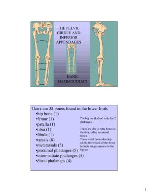 There Are 32 Bones Found in the Lower Limb: •Hip Bone