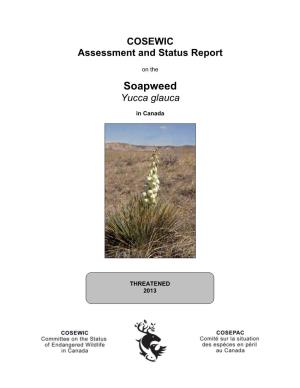 Soapweed,Yucca Glauca