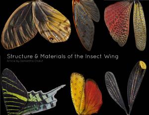 Structure & Materials of the Insect Wing