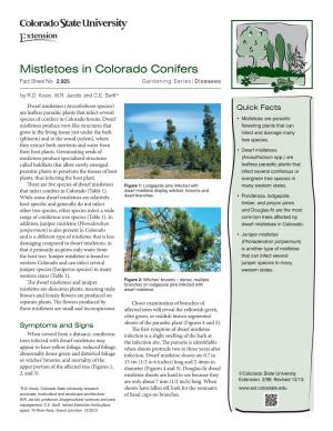 Mistletoes in Colorado Conifers Fact Sheet No
