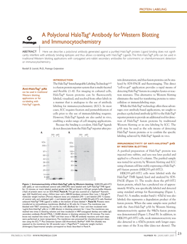 A Polyclonal Halotag Antibody for Western Blotting And