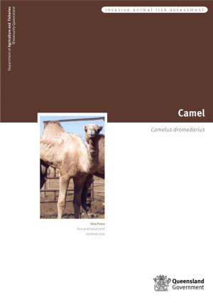 Camel Risk Assessment