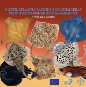 North Atlantic Batoids and Chimaeras Relevant to Fisheries Management a Pocket Guide Fao