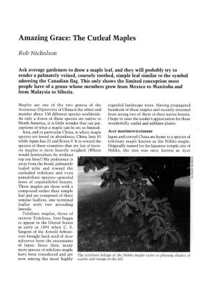 Amazing Grace: the Cutleaf Maples