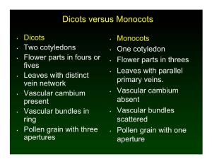 Dicots Versus Monocots