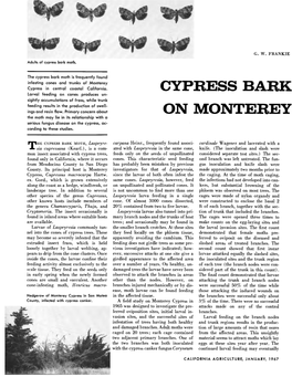Cypress Bark Moth on Monterey Cypress