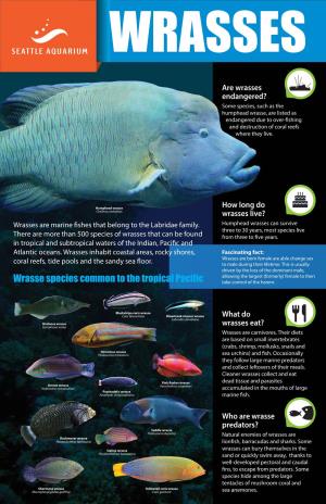 Wrasse Infograph-Lores-F