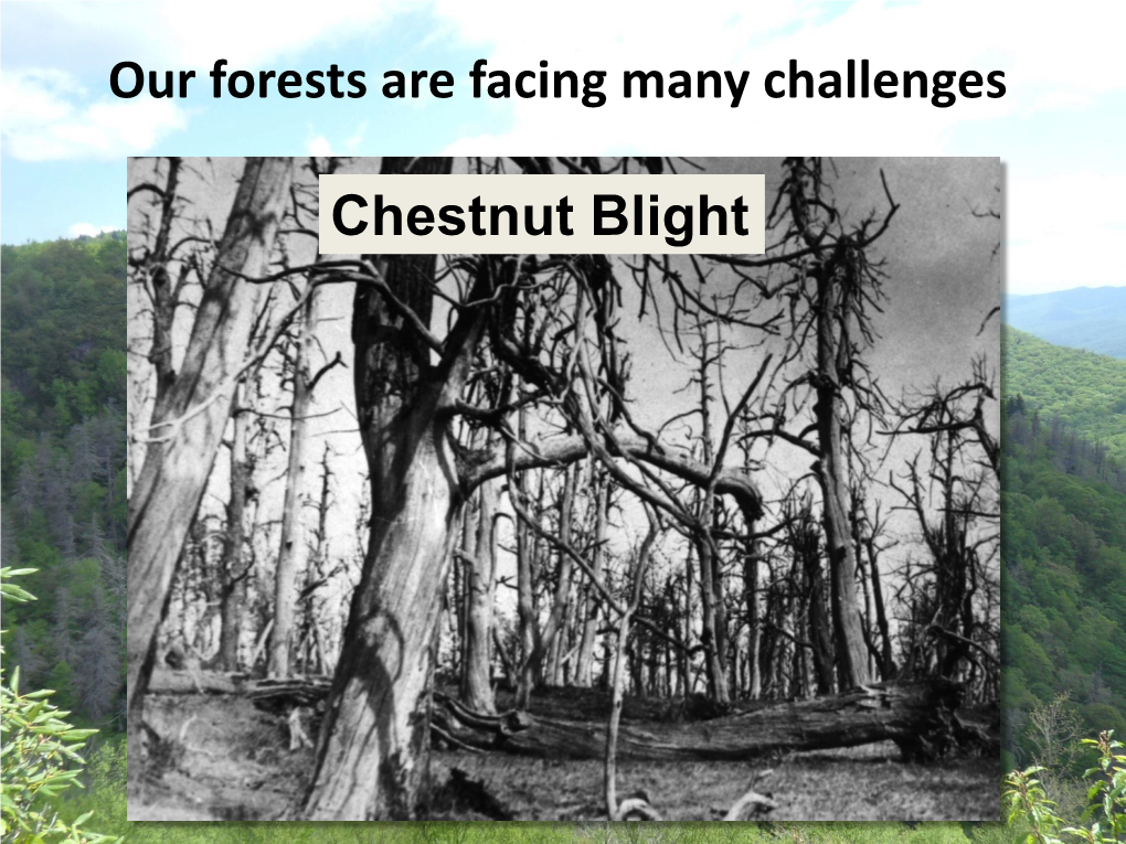 Our Forests Are Facing Many Challenges Chestnut Blight