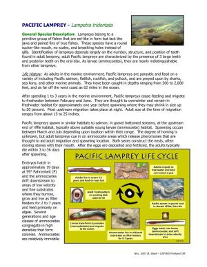 Pacific Lamprey Fact Sheet
