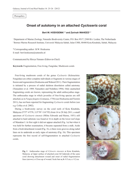 Onset of Autotomy in an Attached Cycloseris Coral
