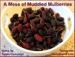 A Mess of Muddled Mulberries