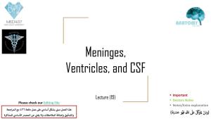 Meninges, Ventricles, and CSF