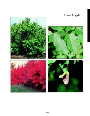 Amur Maple (Acer Ginnala) Hybrid Maple - (A