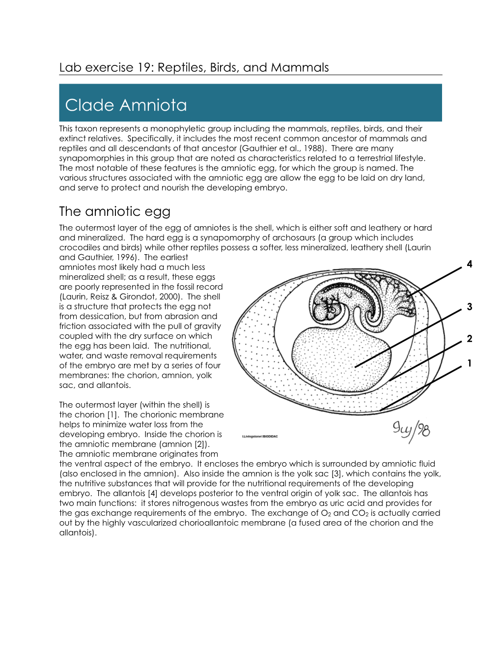 Clade Amniota