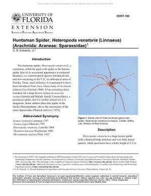 Huntsman Spider, Heteropoda Venatoria (Linnaeus) (Arachnida: Araneae: Sparassidae)1 G