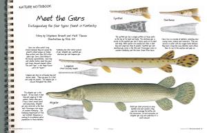 Meet the Gars Shortnose Distinguishing the Four Types Found in Kentucky