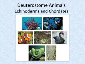 Deuterostome Animals Echinoderms and Chordates Deuterostome Roots • We Deuterostomes Develop Butt-First, and We’Re Proud of It